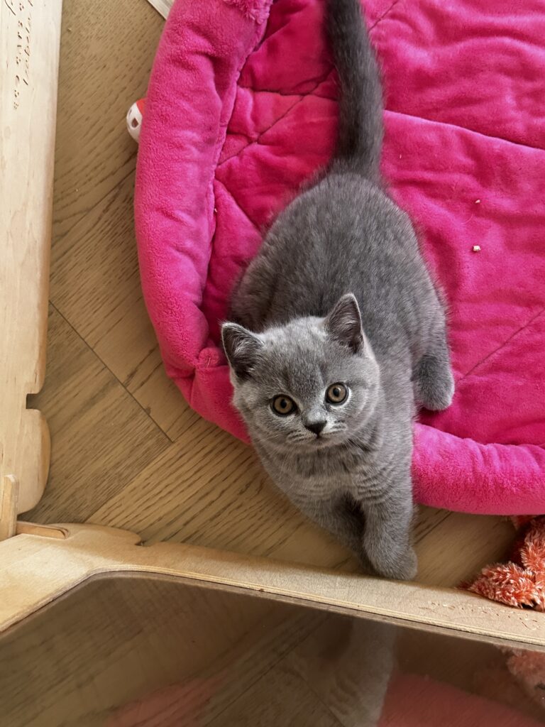 hodowla kotow brytyjskich DIDI AMAZINGaISHA*pl =- kot brytyjski niebieski