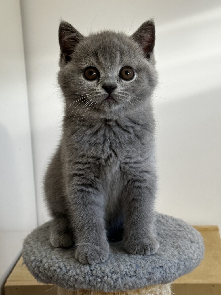 hodowla kotow brytyjskich DIDI AMAZINGaISHA*pl =- kot brytyjski niebieski