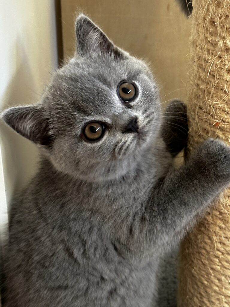 hodowla kotow brytyjskich DIDI AMAZINGaISHA*pl =- kot brytyjski niebieski