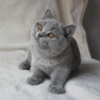 kot brytyjski niebieski - Effi 4 m-ce
