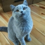 kot brytyjski niebieski - Effi -Leon w nowym domu.