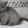 kot brytyjski niebieski - Effi