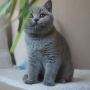 kot brytyjski niebieski - Effi