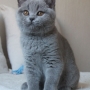 kot brytyjski niebieski - Effi
