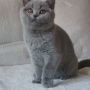 kot brytyjski niebieski - Effi