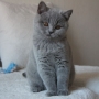 kot brytyjski niebieski - Effi