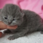 kot brytyjski niebieski - mam 4 dni