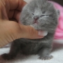 kot brytyjski niebieski - mam 4 dni