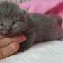 kot brytyjski niebieski - mam 4 dni