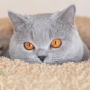 koty brytyjskie niebieskie -  Allen Beauty -  11  m-cy- foto: Inna Shir