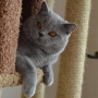 koty brytyjskie niebieskie -  Allen Beauty -  11  m-cy- foto: Inna Shir