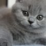 koty brytyjskie niebieskie -  Allen Beauty  8 tygodni