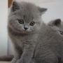 koty brytyjskie niebieskie -  Allen Beauty 8 tygodni