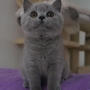 koty brytyjskie niebieskie -  Allen Beauty  10 tygodni