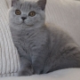 koty brytyjskie niebieskie -  Allen Beauty  11 tygodni