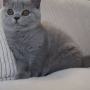 koty brytyjskie niebieskie -  Allen Beauty  11 tygodni