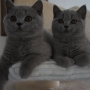 koty brytyjskie niebieskie -  Allen Beauty  i Adele mam 3 m-ce