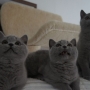 koty brytyjskie niebieskie -  Allen Beauty  i Adele mam 3 m-ce