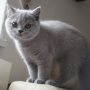 koty brytyjskie niebieskie -  Allen Beauty