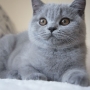 koty brytyjskie niebieskie -  Allen Beauty
