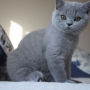 koty brytyjskie niebieskie -  Allen Beauty -  3,5 m-ca