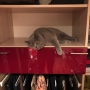 kot brytyjski niebieski- Barry White w nowym domu