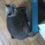 kot brytyjski niebieski- Barry White w nowym domu