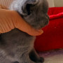 Hodowla kotów brytyjskich - KOTY BRYTYJSKIE NIEBIESKIE  blue BERRY
