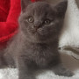 Hodowla kotów brytyjskich - KOTY BRYTYJSKIE NIEBIESKIE  blue BERRY