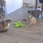 2015-koty brytyjskie- niebieski Brando -w nowym domu