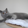 12 2015-koty brytyjskie- niebieski Brando w nowym domu