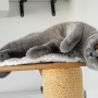 brando-british-shorthair-bleu-924x647-2