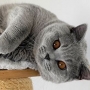 brando-british-shorthair-bleu-924x647-3