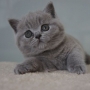 koty brytyjskie- niebieski Brando