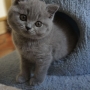koty brytyjskie- niebieski Brando