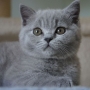 koty brytyjskie- niebieski Brando
