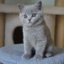 koty brytyjskie- niebieski Brando