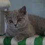 koty brytyjskie- niebieski Brando -