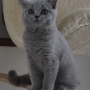 koty brytyjskie- niebieski Brando -