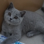 koty brytyjskie- niebieski Brando -
