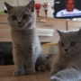 koty brytyjskie- niebieski Brando -