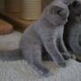 koty brytyjskie- niebieski Brando -