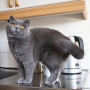 koty brytyjskie - Callaway w nowym domku