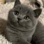 Hodowla kotów brytyjskich - KOTY BRYTYJSKIE NIEBIESKIE   CAROL- CAROLEK