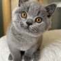 Hodowla kotów brytyjskich - KOTY BRYTYJSKIE NIEBIESKIE   CAROL- CAROLEK