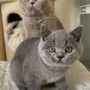 Hodowla kotów brytyjskich - KOTY BRYTYJSKIE NIEBIESKIE   CAROL- CAROLEK