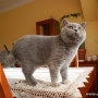 koty-brytyjskie- Carrera of Amazing Aisha*PL