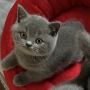 Hodowla kotów brytyjskich - KOTY BRYTYJSKIE NIEBIESKIE   CHLOE - CALINECZKA