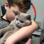19 04 2017 koty brytyjskie - chłopczyk liliowy De Vito w nowym domu