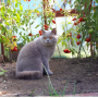 koty brytyjskie - chłopczyk liliowy De Vito w nowym domu